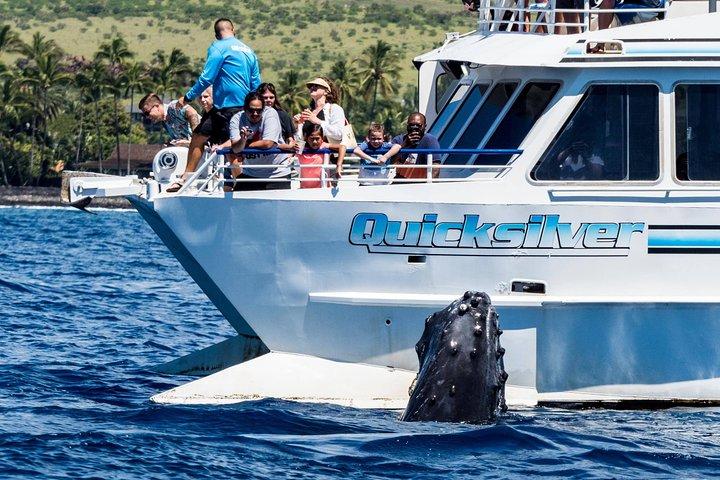 Maui Whale Watching Tour Aboard the Quicksilver From Maalaea