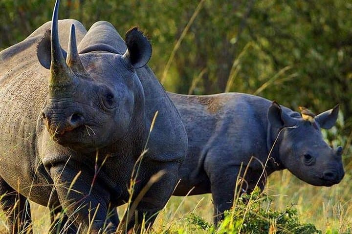 4 Days Maasai Mara and Lake Nakuru Budget Safari in Kenya