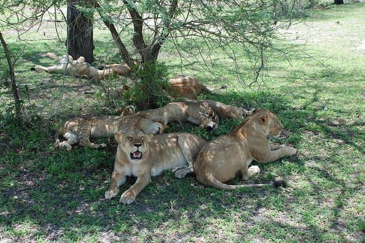 2 Days Amboseli National Park Budget Safari