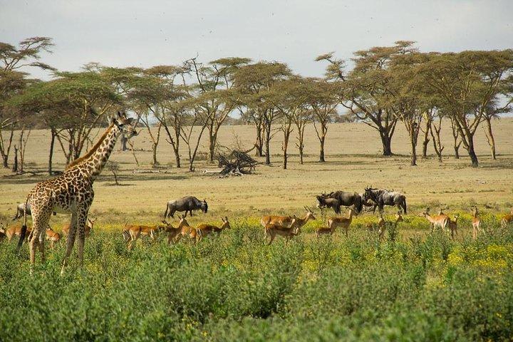 2 days L.Nakuru, L.Naivasha & Crescent Island tour From Nairobi