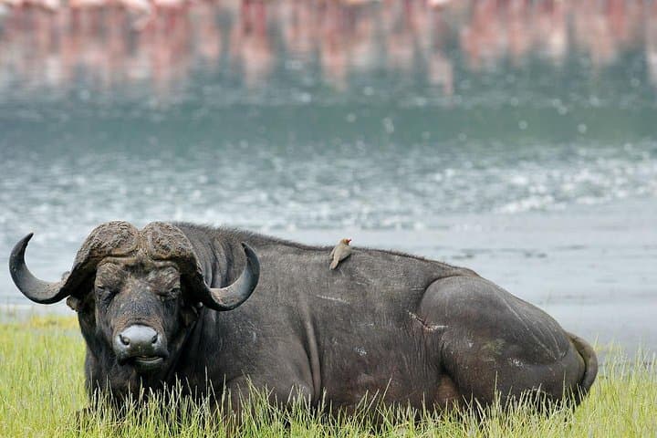 2 days L.Nakuru, L.Naivasha & Crescent Island tour From Nairobi
