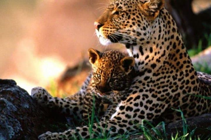4 Days Kenya Budget Safari in Masai Mara