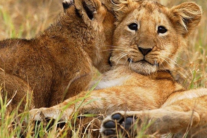 3 days group joining safari to Maasai Mara with a Land Cruiser Jeep