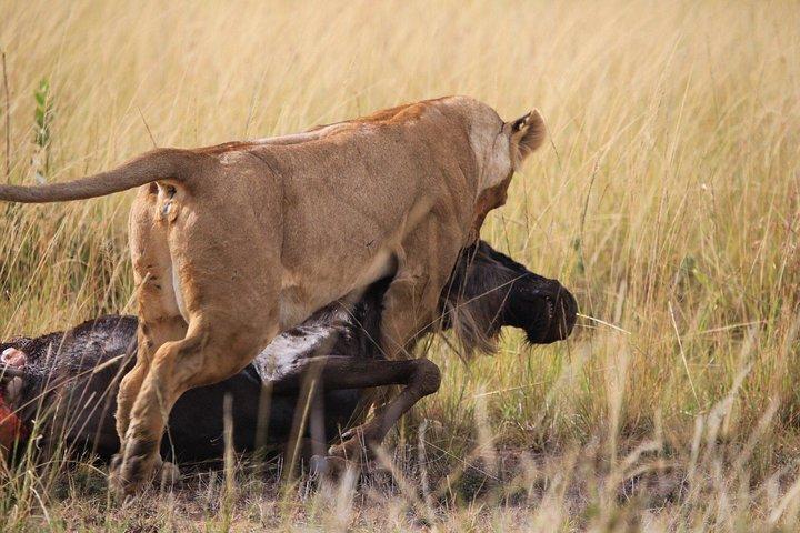 3 days Maasai Mara private safari at Sopa Lodge from Nairobi