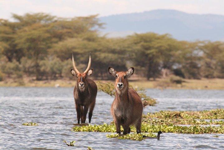 Nairobi Day Trip To Crescent Island Game Park - Lake Naivasha
