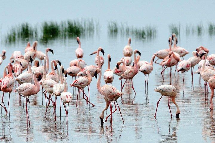 6 Days Budget Safari in Kenya