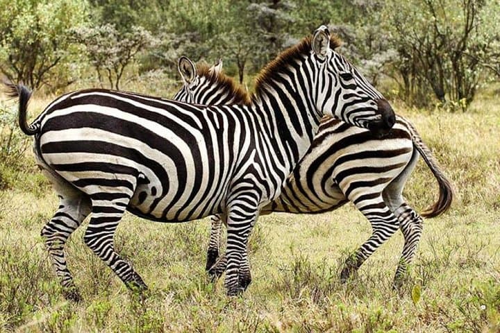 3 Days Maasai Mara National Reserve Safari, Kenya