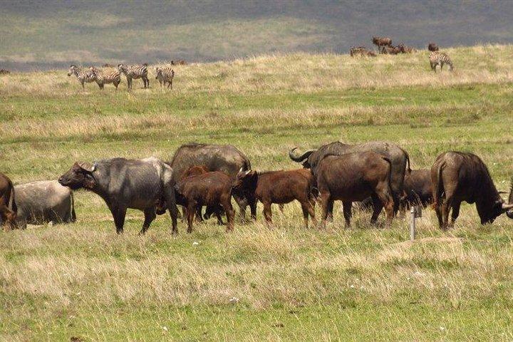 4 Days Wildlife Lodge Safari Tour in Kenya