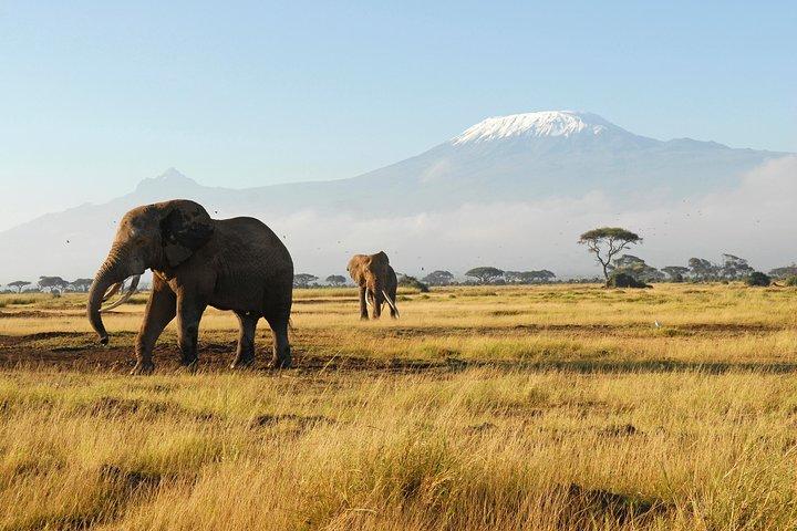 11-Days Best of Kenya & Tanzania Big 5 Safari on a 4x4 Jeep