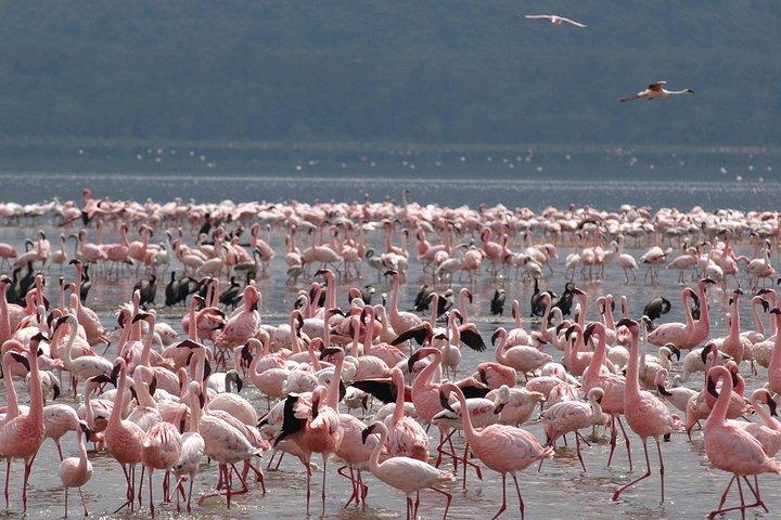 Private 9 Days Kenya Classic Lodge Safari