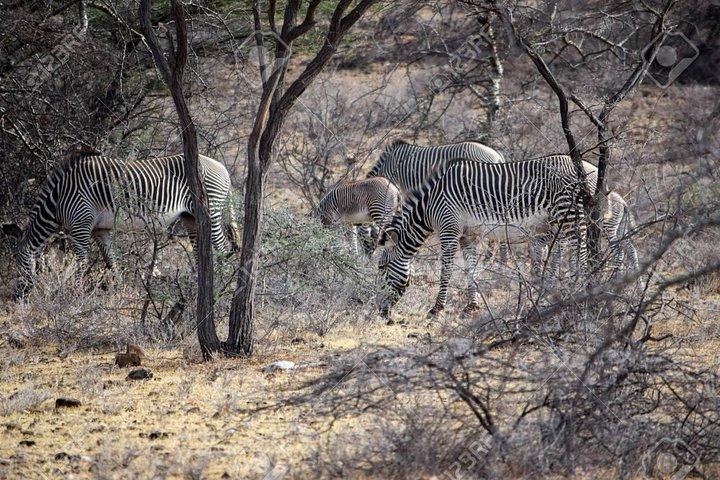 Private 3 Days Samburu National Park Safari All Inclusive