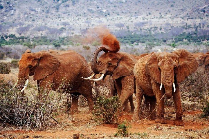 5 Days Amboseli, Tsavo West and Tsavo East National Park Safari