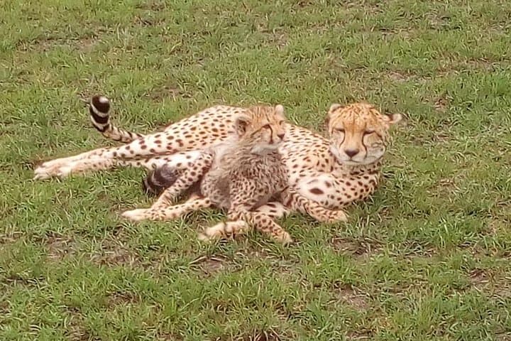Nairobi National Park Half-Day Tour; Free Wi-Fi connection