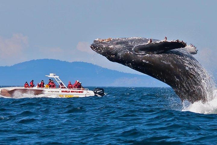 Wild Wonders Of Sri Lanka | 7 Days