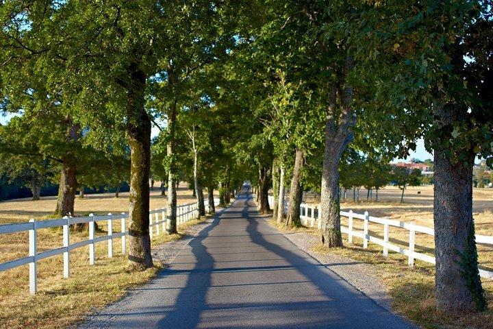Lipica Stud Farm & Skocjan Caves - Small Group Tour from Trieste