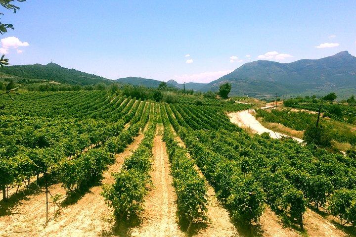 BEST Peloponnese Wine Roads Tour with Ancient Nemae