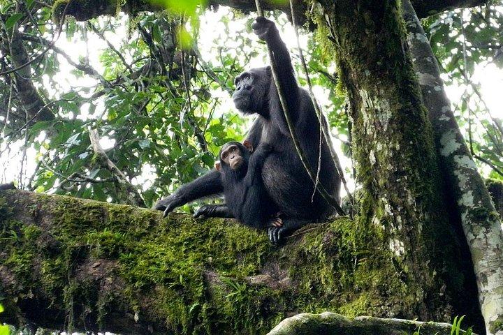 1 Day Kibale National Park