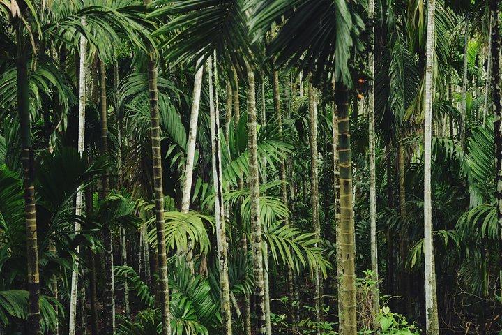 Dudhsagar waterfall wildlife & spice plantation Tour in Goa