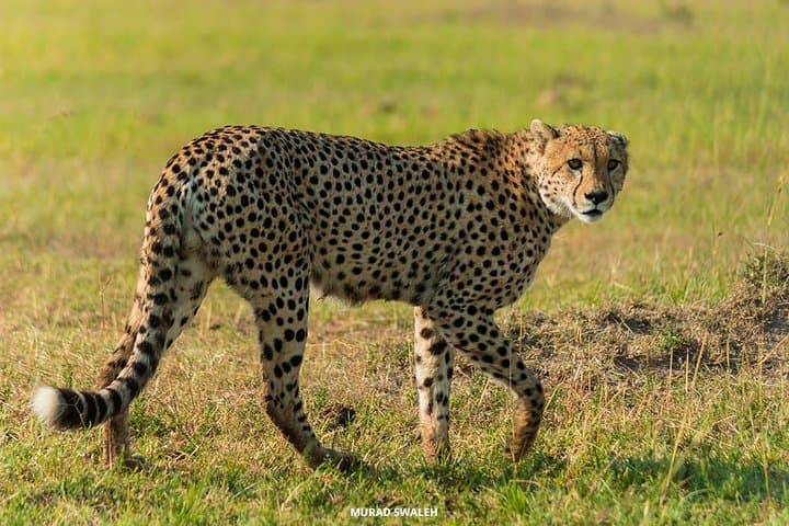 3 Days Maasai Mara National Reserve Safari, Kenya