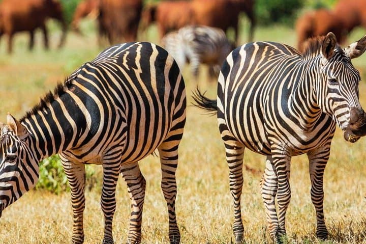 4 Days Wildlife Lodge Safari Tour in Kenya