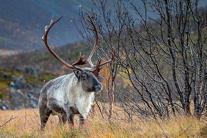 Arctic Nature Tour from Tromsø by minibus