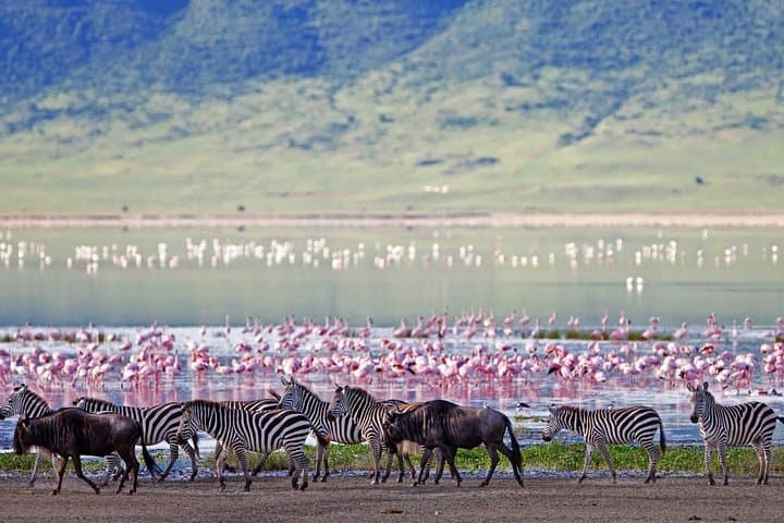 7 Days Exceptional Kenya and Tanzania Safari