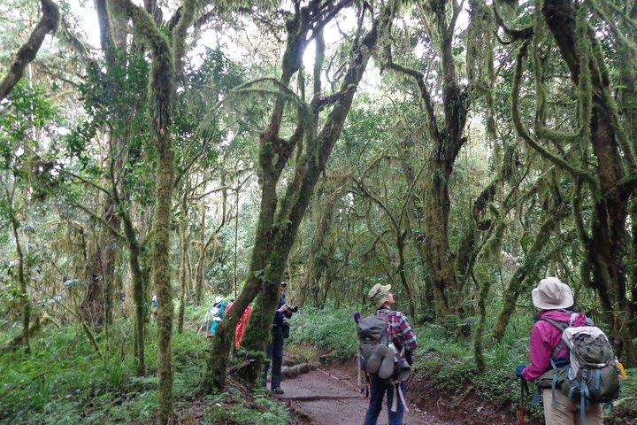 1 Day Kilimanjaro trek via Marangu Route