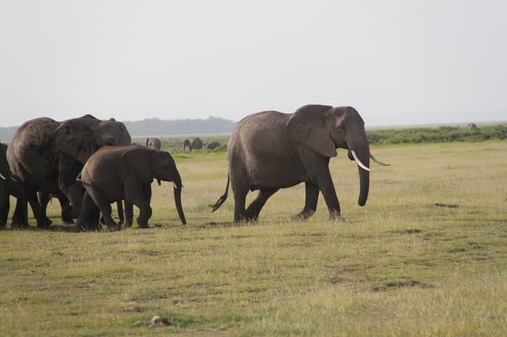 Amboseli National Park Full Day Guided Tour