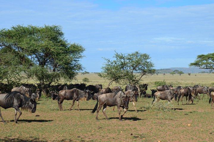 3Days Safari to Tarangire Ngorongoro and manyara lodge safari