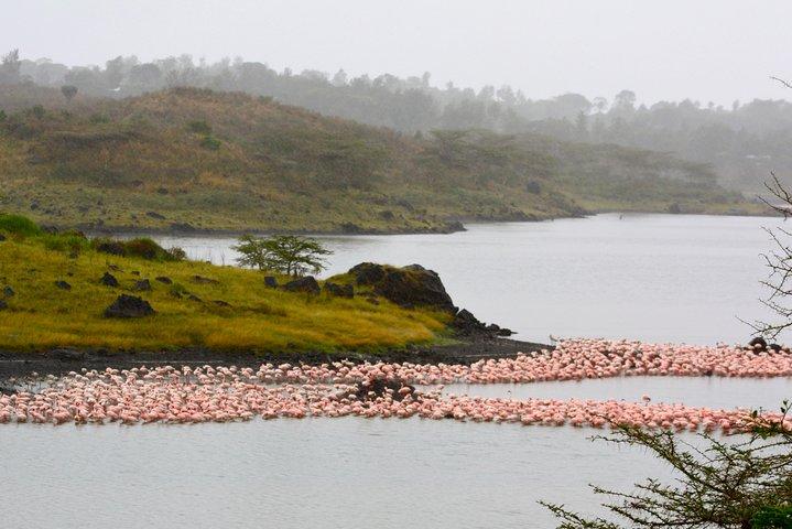 Arusha National Park Guided Day Tour from Arusha