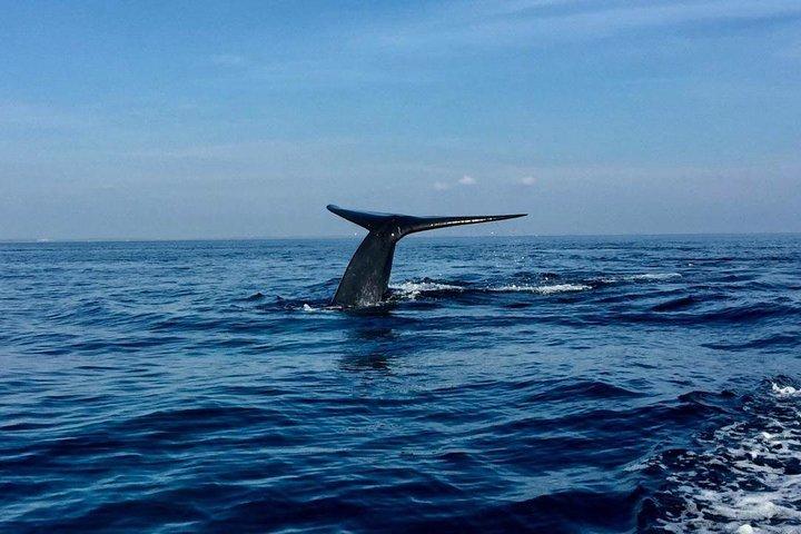 Immersive dolphin and whale watching mission on a secret boat – Trincomalee