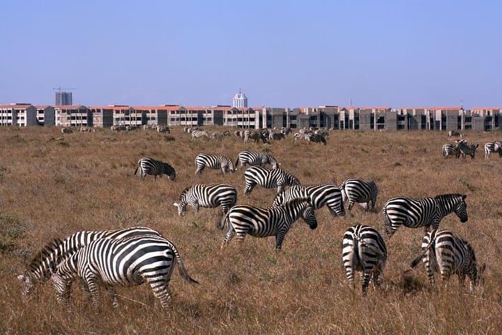 Tour: Giraffe Center and Nairobi National Park