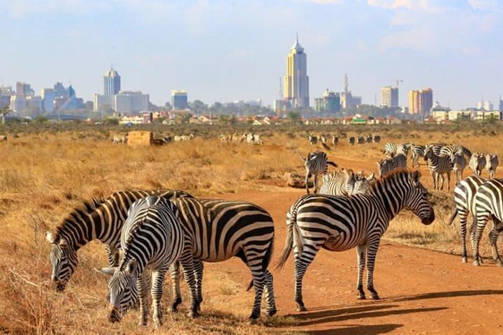 Early Morning Game Drive In Nairobi National Park