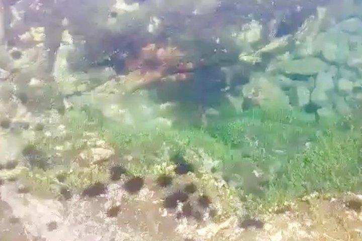 Kayak and Snorkelling trip to Capitan Island; part of Las Baulas National Park