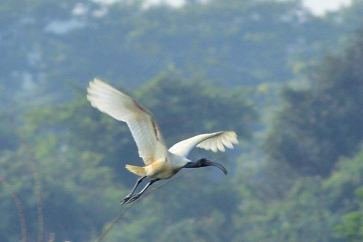 Chennai, Guided Birding And Birding Photo Trip With Spot Scope, 2 to 3 Hours