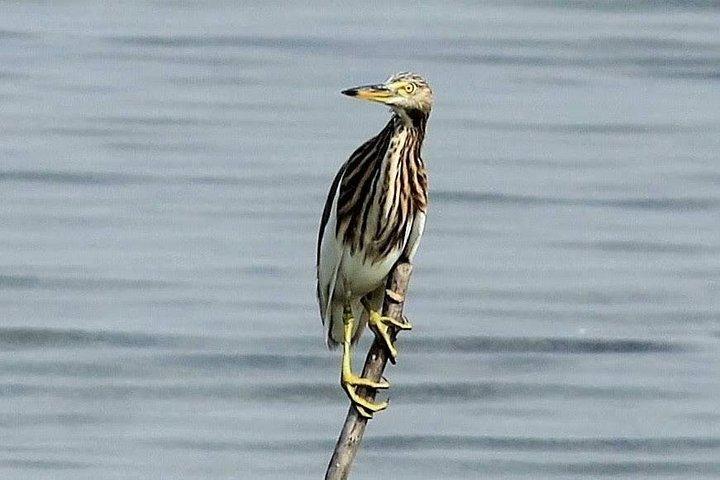 Chennai, Guided Birding And Birding Photo Trip With Spot Scope, 2 to 3 Hours