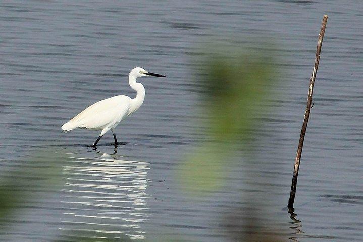 Chennai, Guided Birding And Birding Photo Trip With Spot Scope, 2 to 3 Hours