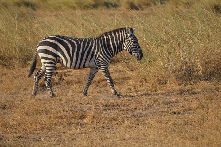 2 Days Amboseli National Park Safari