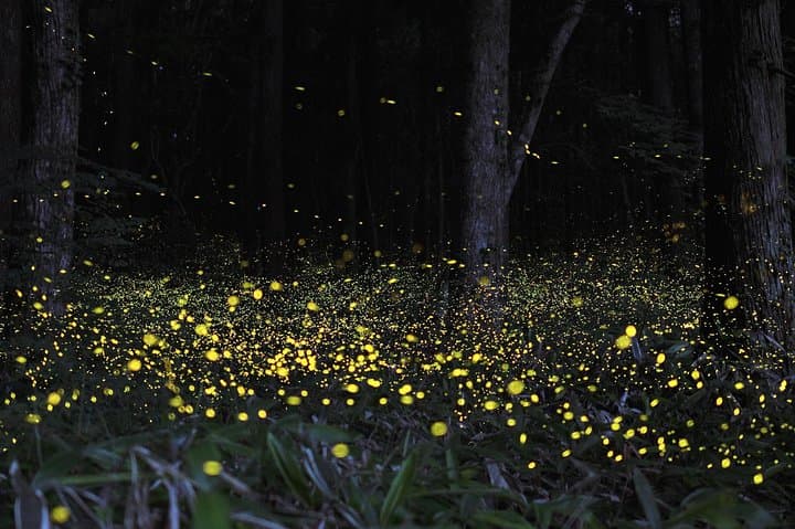 Fireflies Tour and Batu Cave Visit with Boat Ride and Seafood Dinner