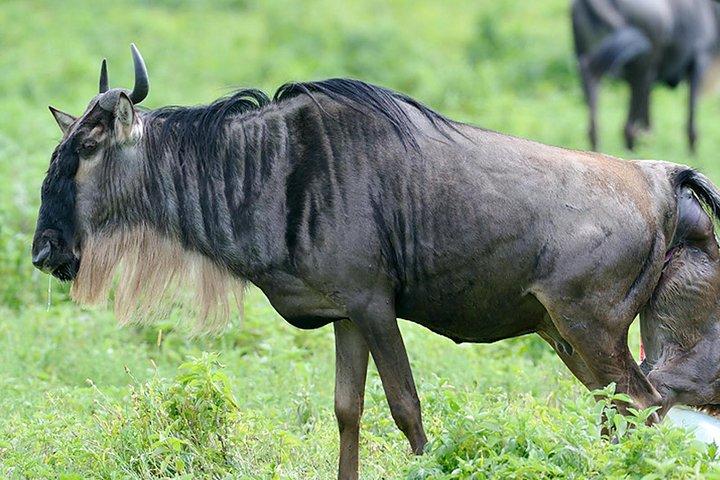 9-Day Serengeti Migration Footsteps Tanzania Safari