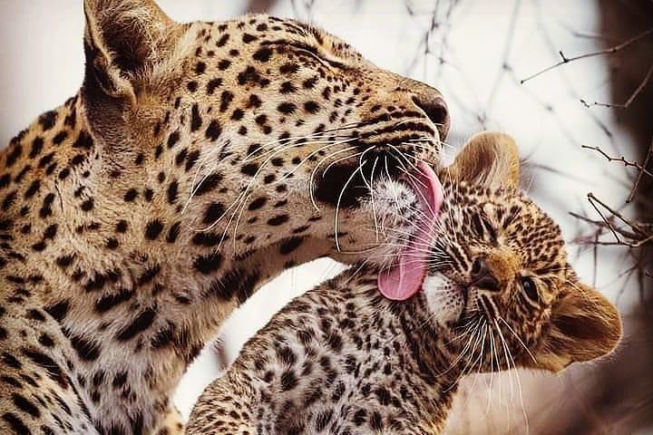 3-Day Lodge Safari-Tarangire, Manyara, Ngorongoro Crater