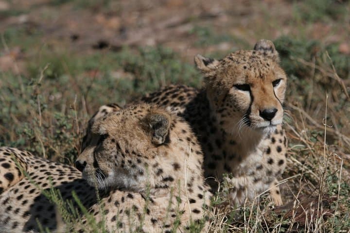 Shared Transfers to and from Safari Game Reserve (excluding entrance fees)