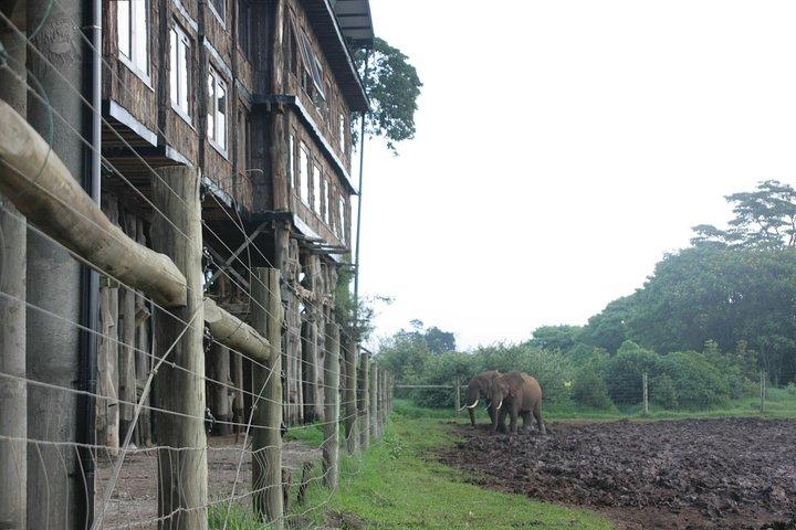 Aberdares/ Lake Nakuru/ Masai Mara 5 Days Lodge Safari