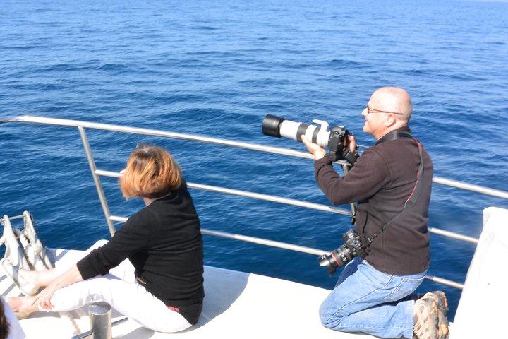 Whale Watching Cruise from Mooloolaba