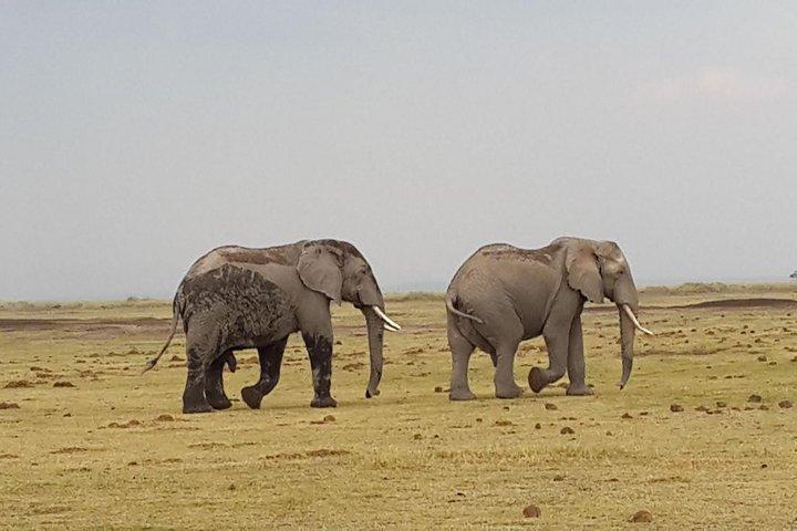 Amboseli Tented Camp 3 Days Safari