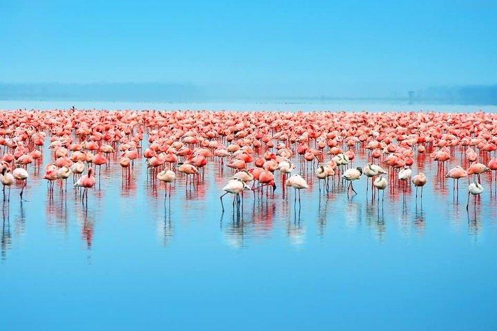 Lake Nakuru/ Lake Naivasha/ Maasai Mara 5 Days Lodge Safari