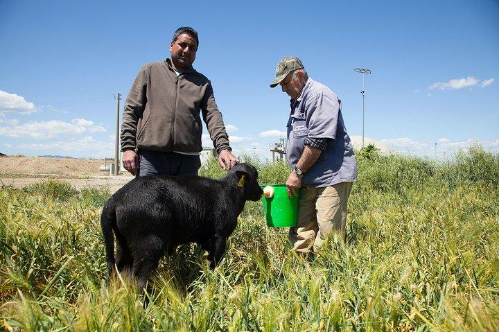 Visit to the Bufale and Dairy farm with cheese tasting