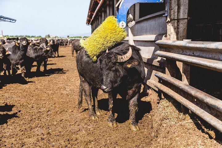 Visit to the Bufale and Dairy farm with cheese tasting