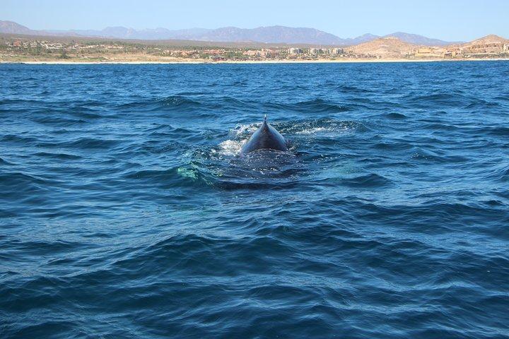 Whale Watching in Cabo San Lucas on board our Luxury Trimaran!