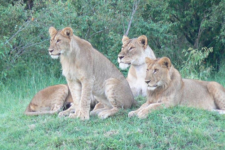 Maasai Mara Under Canvas 3 Days Safari